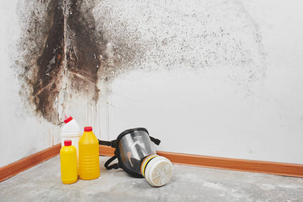 Best Emergency Mold Removal  in Van Buren, MO