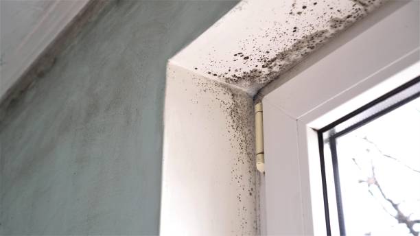 Best Residential Mold Removal  in Van Buren, MO