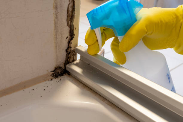 Best Affordable Mold Removal  in Van Buren, MO