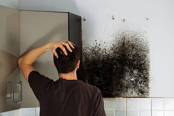 Best Mold Removal Company Near Me  in Van Buren, MO