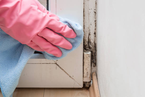 Best Certified Mold Removal  in Van Buren, MO